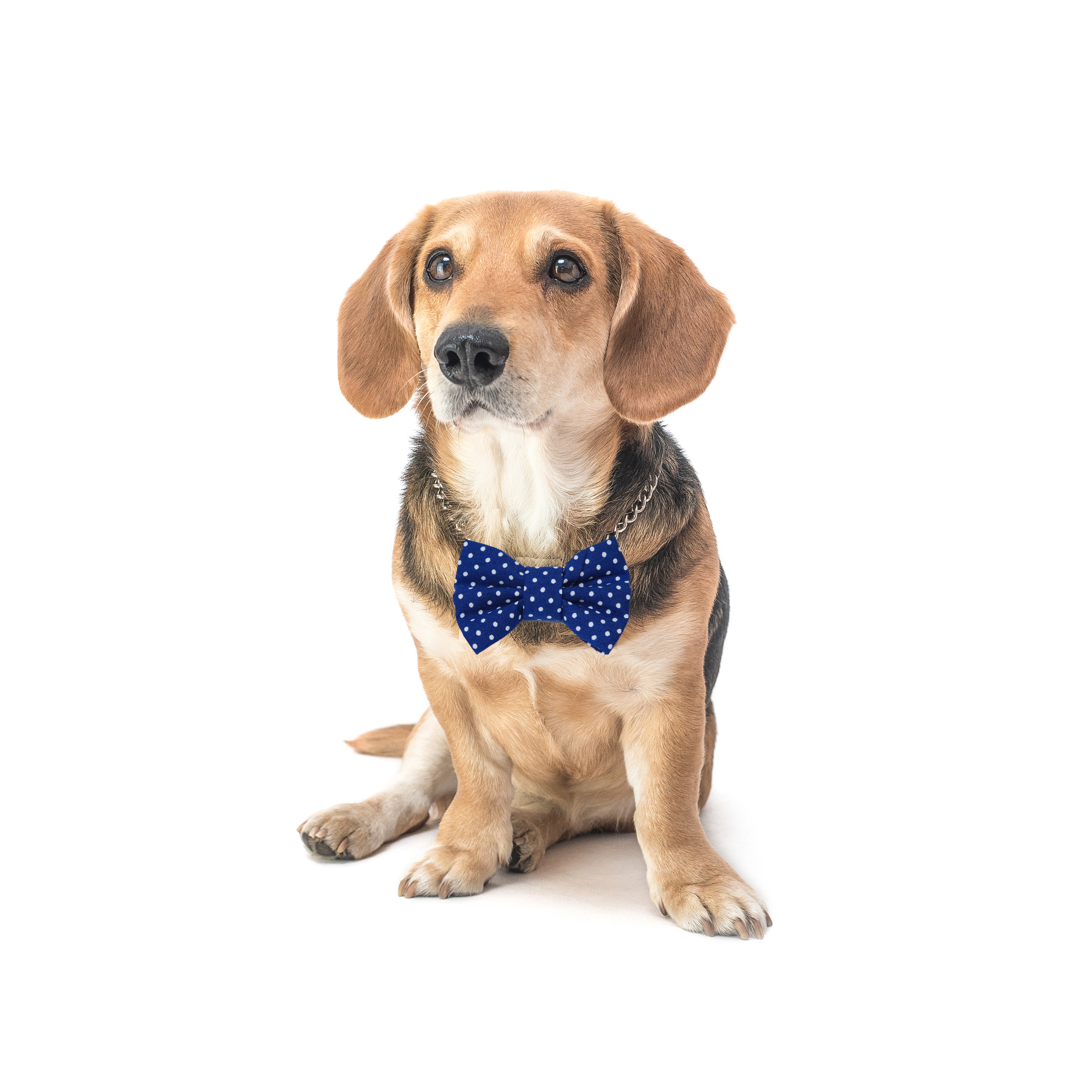 Blue dog bow tie with white dots